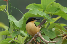 Black-capped Donacobius